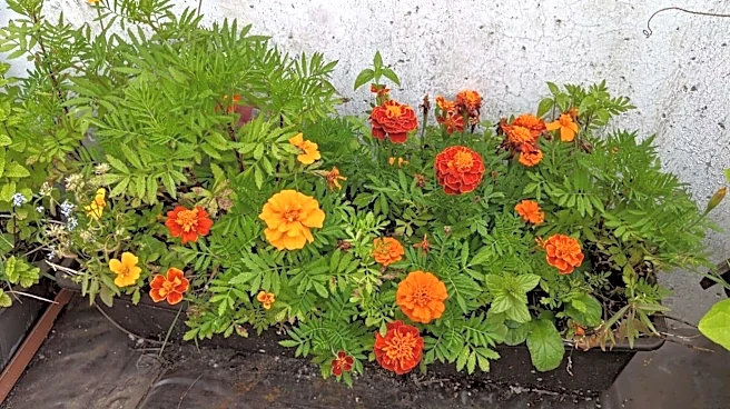 How to grow marigolds in your balcony