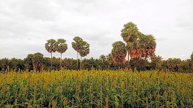 Sorghum: The superfood you should know about