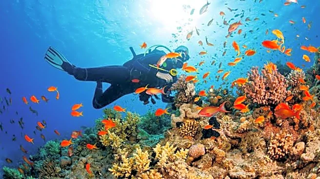 Divers, don't miss this underwater wonderland