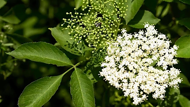 5 amazing benefits of eating elderflower daily