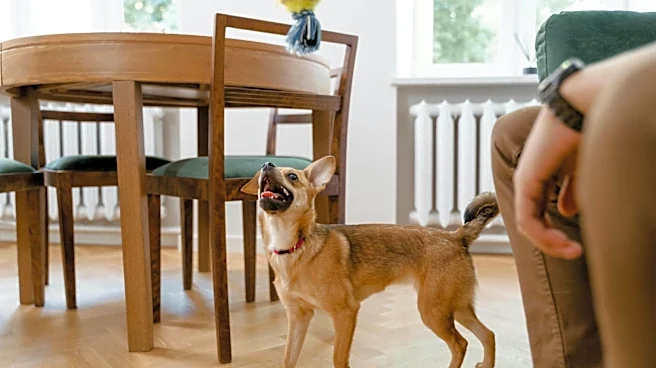 5 easy ways to keep your dog happy indoors