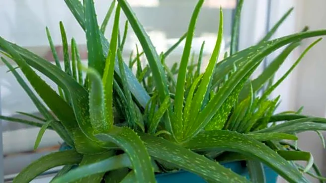 How to keep your aloe vera plant healthy