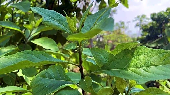 Bitterleaf: The ultimate wellness herb you need