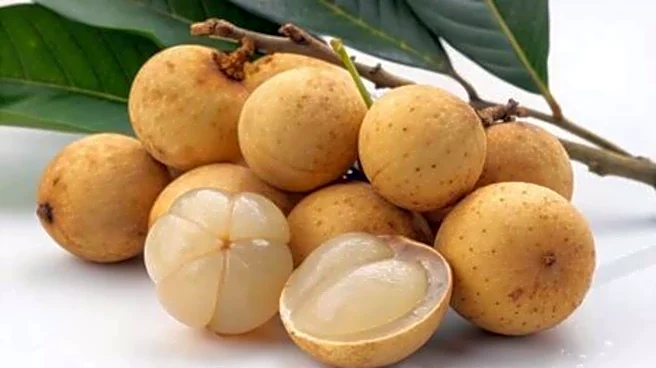 Langsat: An exotic fruit full of goodness