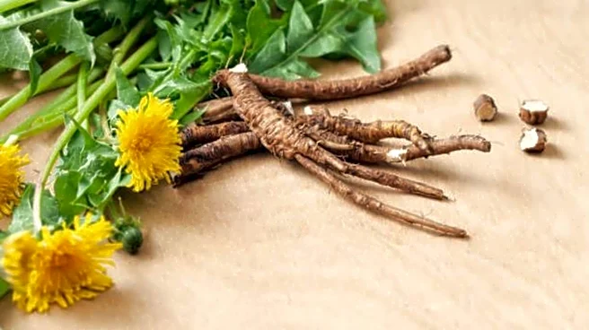 Dandelion roots: A natural remedy for gut health