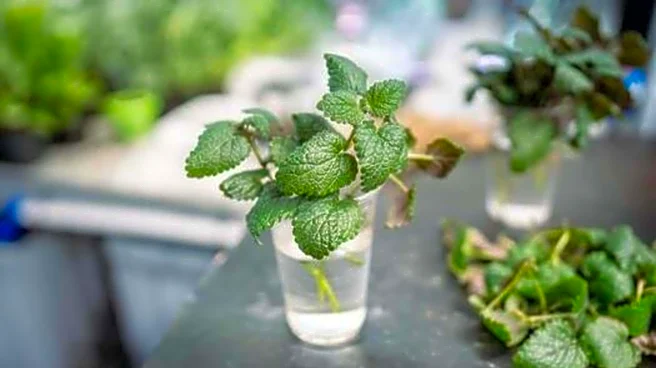 How to grow mint in water