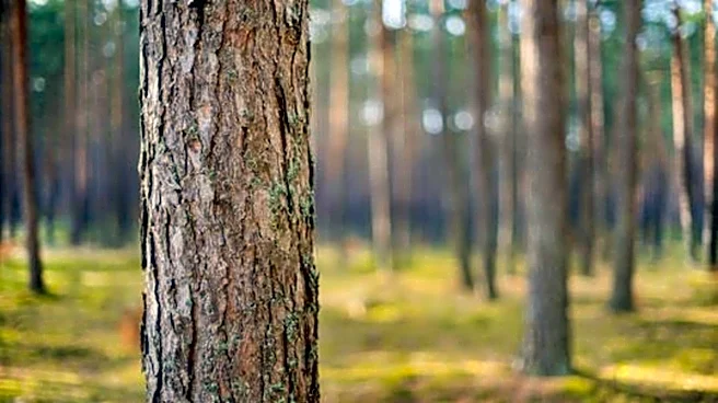 Why you should know about baobab bark