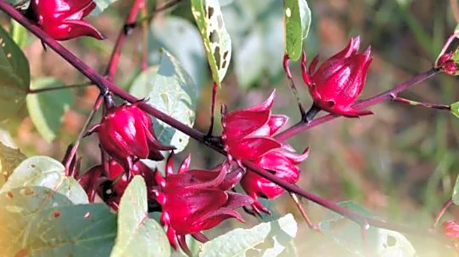 Roselle flowers: Your secret to wonderful skin