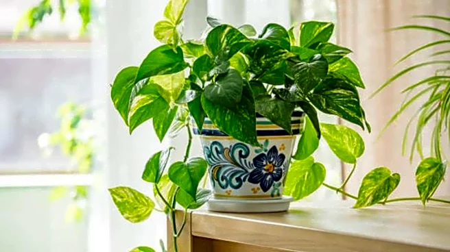 How to protect your plants from pests naturally