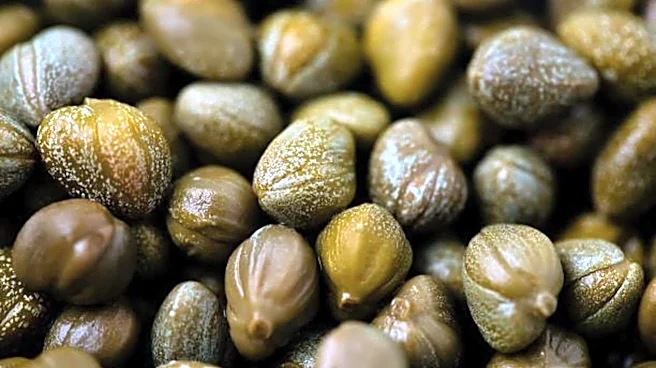 Capers: A tangy boost for everyday meals