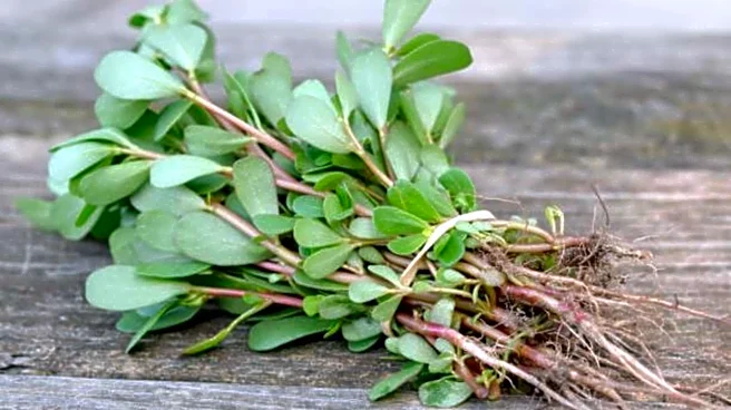 How to use purslane in cooking