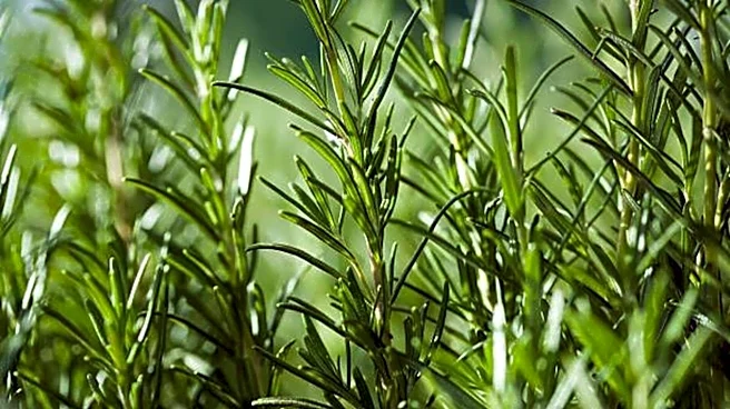 Why rosemary is valued in herbal healing practices