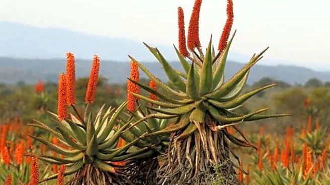 Why wellness enthusiasts are talking about aloe ferox