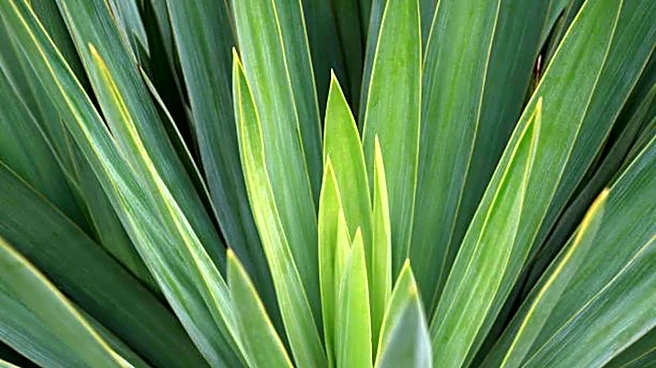 Why you should know about sisal leaves