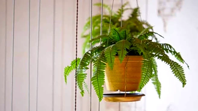 Indoor fern care: 5 mistakes you should avoid