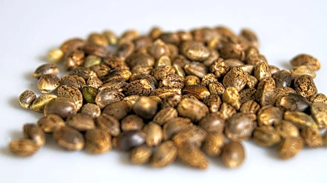 Hemp seeds: A simple superfood for everyday health