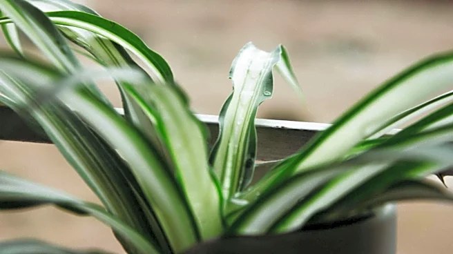 5 dog-friendly houseplants safe for your home