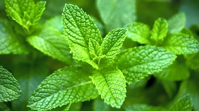 How to grow peppermint in water