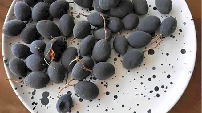 What is velvet tamarind?