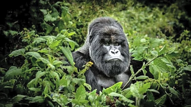 Gorilla trekking: A wildlife experience like no other