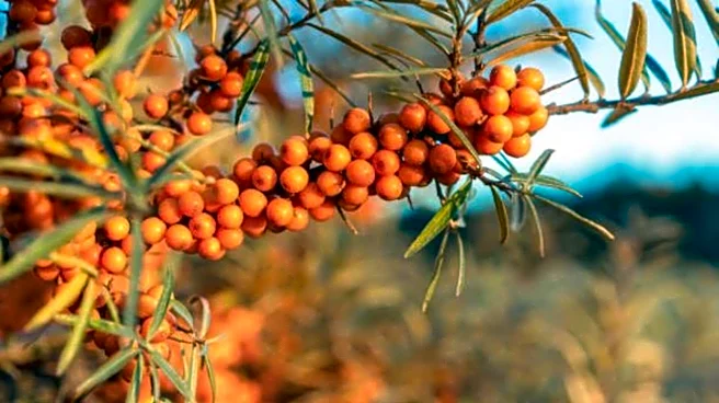 How to grow sea buckthorn at home
