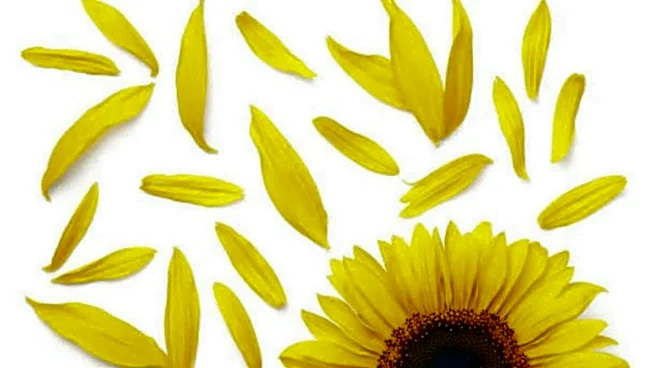 How to cook with sunflower petals