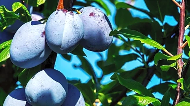 What is gingerbread plum?