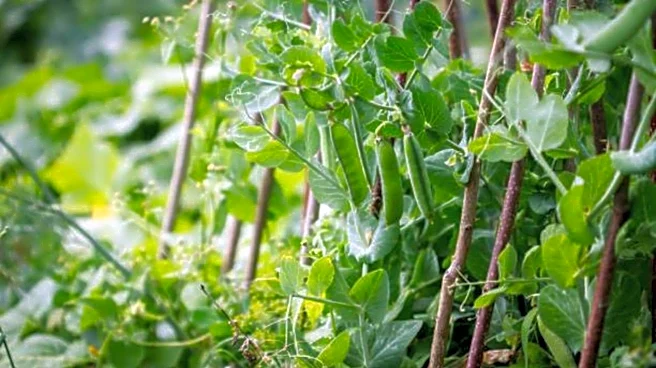 Pea plant: A natural remedy for haircare
