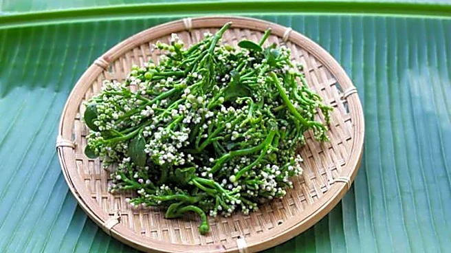 What is Malabar spinach?