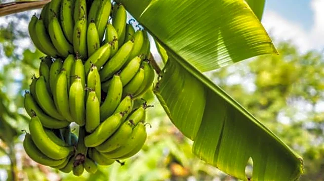 How to grow a banana plant at home