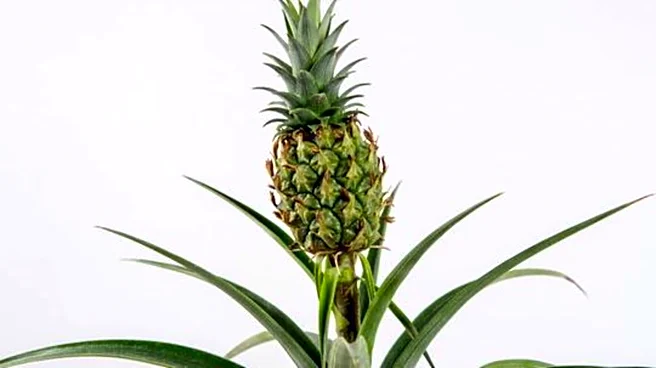 How to grow ornamental pineapples at home