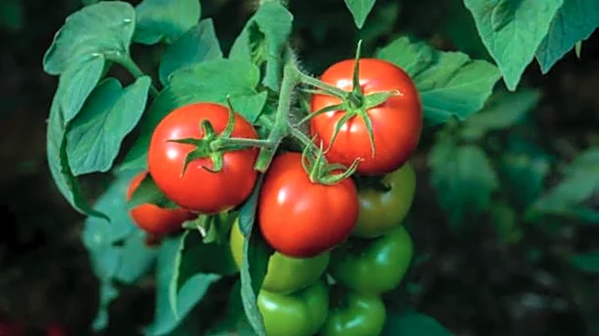 Heard of bush tomato?