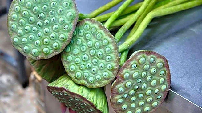How to grow edible lotus at home