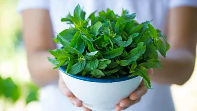 How to regrow mint from stems