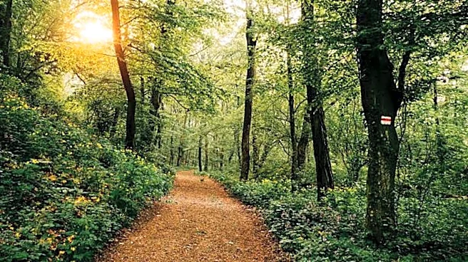 For hikers: Ancient forest trails in Scotland