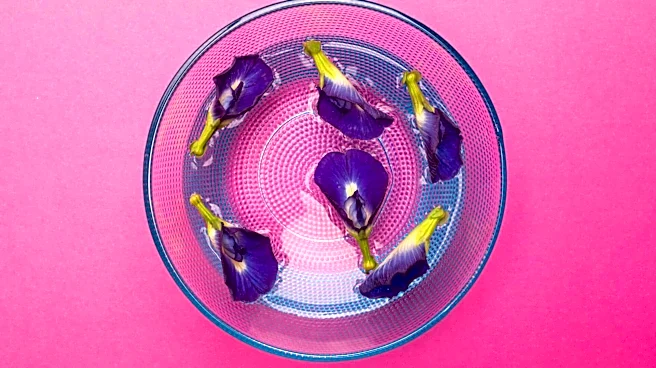 How butterfly pea flowers can boost your health