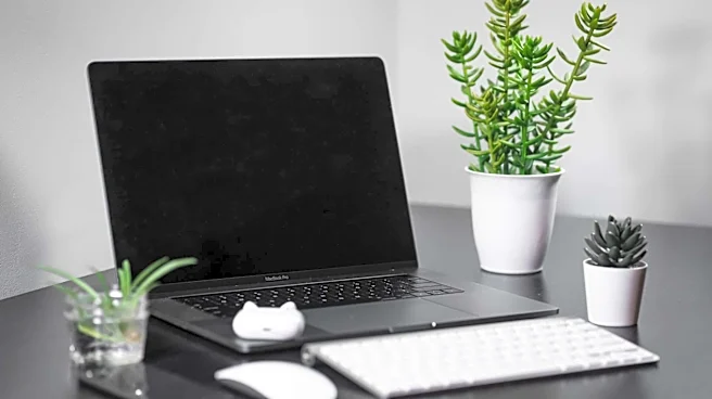 5 simple succulents to keep at your desk