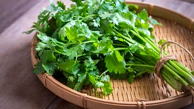 Cilantro can work wonders for your digestion!