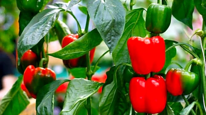 How to grow bell peppers at home