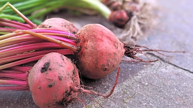 Beetroot v/s spinach: Which vegetable packs more nutrition?
