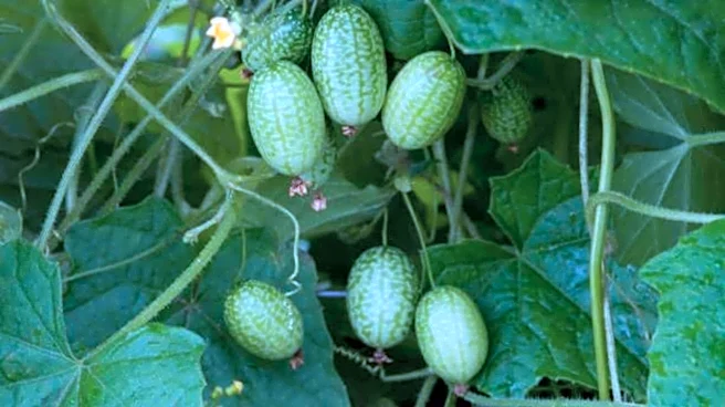 Ever tried sweet cucumbers?