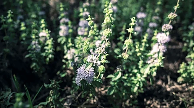 Health benefits of mountain pennyroyal, explained