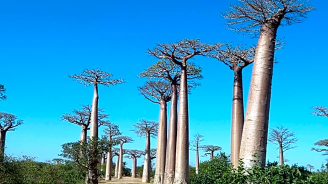 Baobab fruit: The superfood you should know about