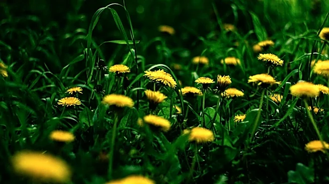 Add dandelion greens to your diet for a nutrient boost