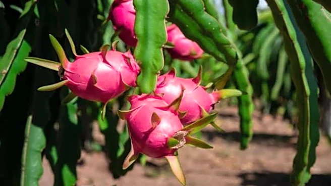 How dragon fruit leaves are used in cooking
