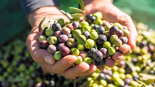 How to experience Portugal's olive harvest
