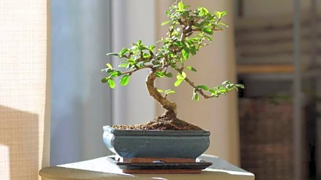 How to fertilize your indoor bonsai plants