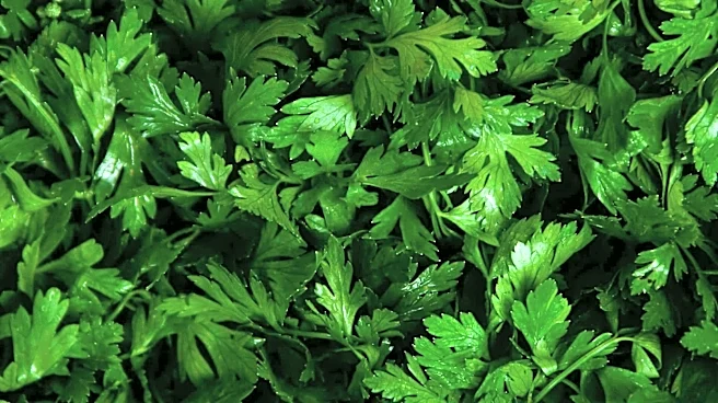 The nutritional difference between parsley and cilantro