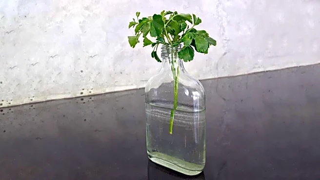 How to grow coriander in water