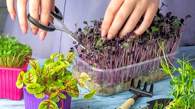 How to grow cilantro microgreens at home